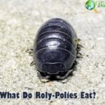 What Do Rolly Pollies Eat?