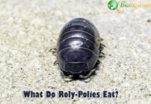 What Do Rolly Pollies Eat?