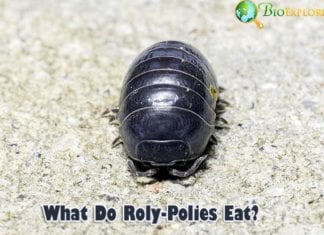 What Do Rolly Pollies Eat?