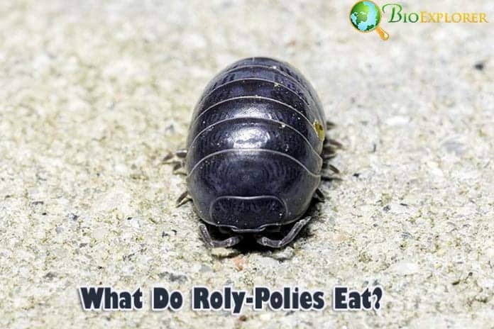 What Do Rolly Pollies Eat?