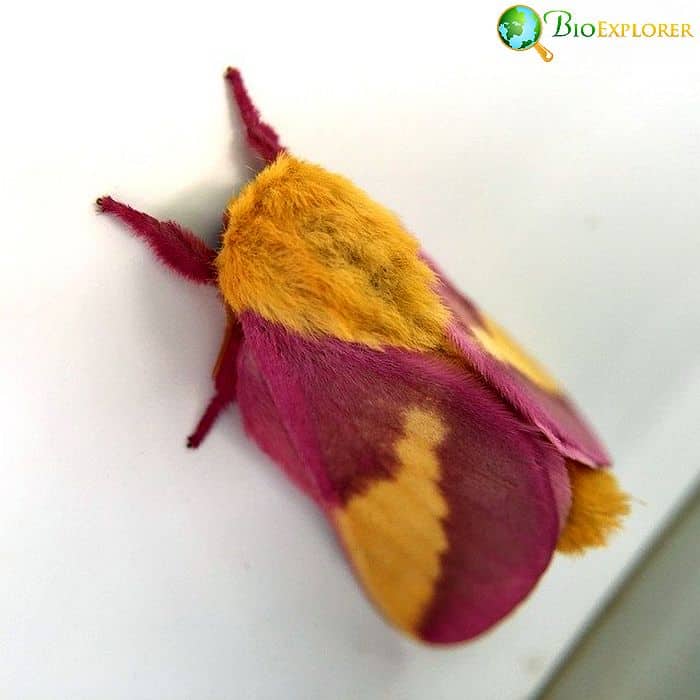 What Do Rosy Maple Moths Eat?