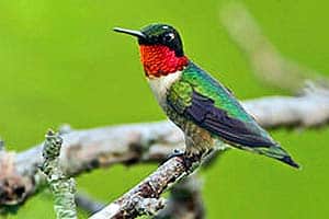 what do ruby-throated hummingbirds eat?