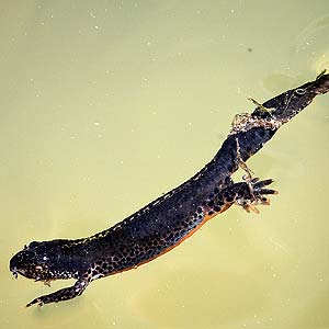 What do salamander newt tadpoles eat?