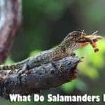 what do salamanders eat?