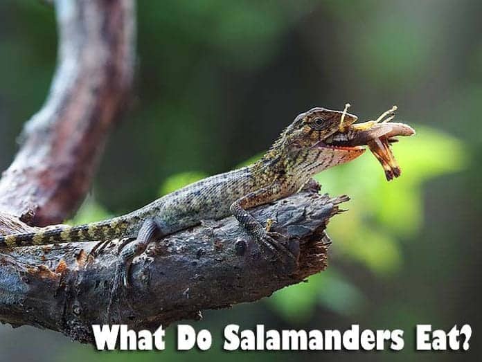 what do salamanders eat?