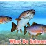 What do Salmons eat?