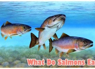 What do Salmons eat?