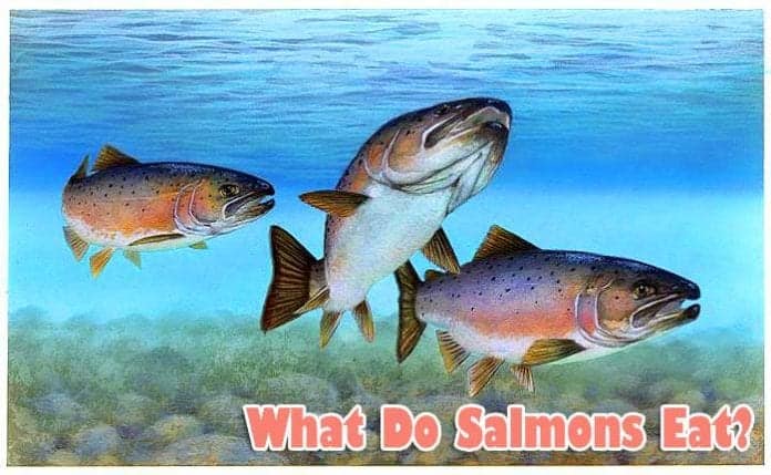 What do Salmons eat?