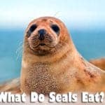 What Do Seals Eat?