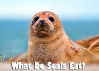 What Do Seals Eat?