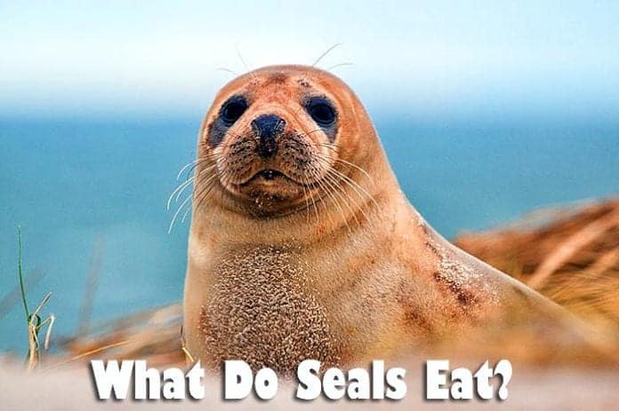 What Do Seals Eat?