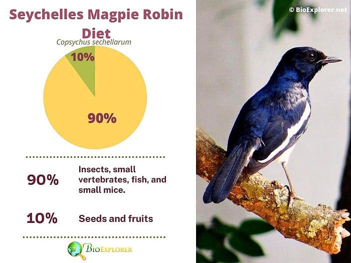 What Do Seychelles Magpie Robins Eat?