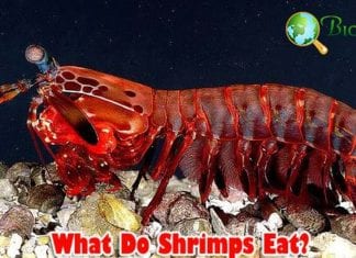 What Do Shrimp Eat?