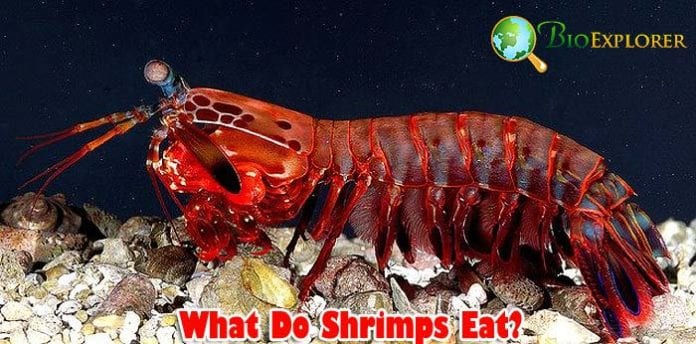 What Do Shrimp Eat?