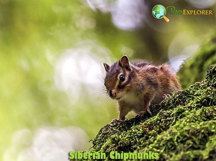 What Do Siberian Chipmunks Eat?