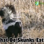 What Do Skunks Eat?