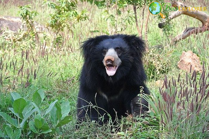 What Do Sloth Bears Eat?