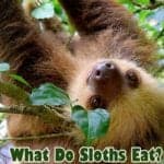 What do sloths eat?