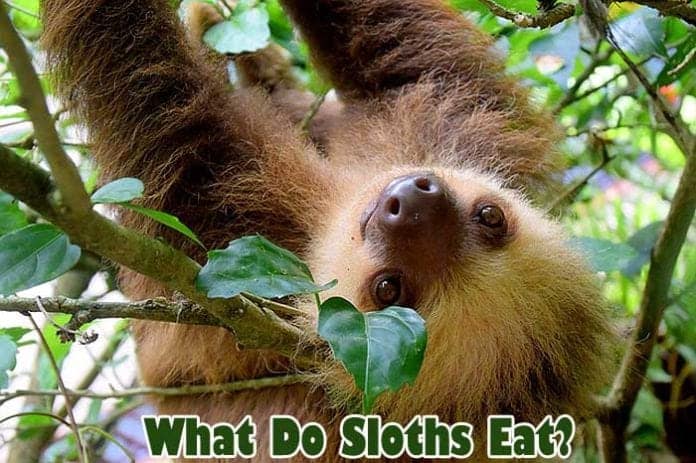 What do sloths eat?