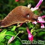 What do slugs eat?