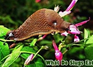 What do slugs eat?