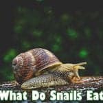 What Do Snails Eat?