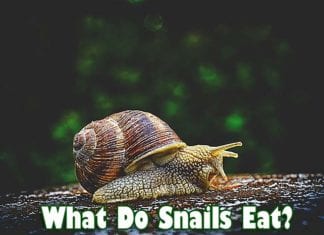 What Do Snails Eat?