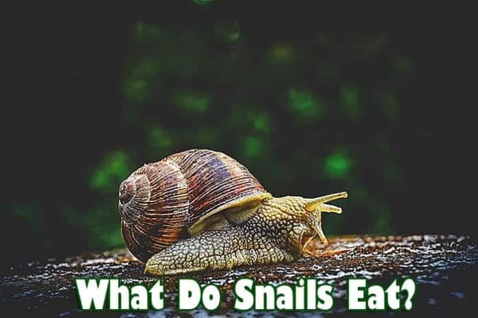 What Do Snails Eat?