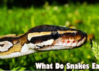 what do snakes eat?