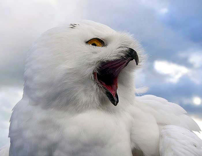 What do snowy owls eat?