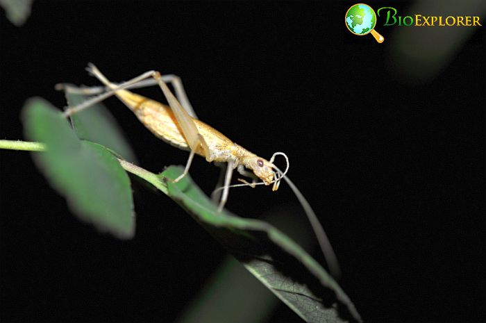 What Do Snowy Tree Crickets Eat?