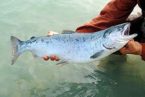 What do sockeye salmons eat?