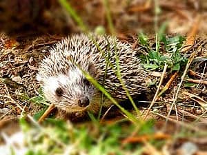 What Do Southern White-breasted Hedgehogs Eat?