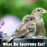 What Do Sparrows Eat?