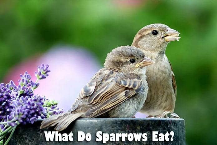 What Do Sparrows Eat?