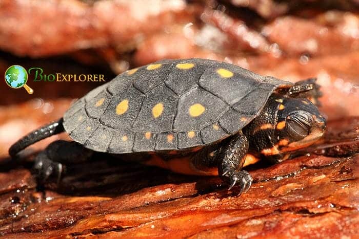 What Do Spotted Turtles Eat?