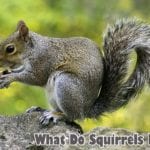 What Do Squirrels Eat?