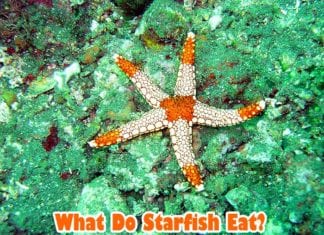 What Do Starfish Eat?