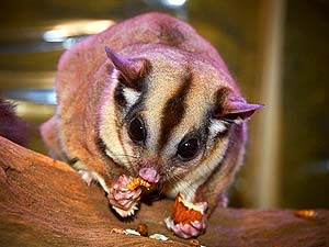 What Do Sugar Gliders Eat?