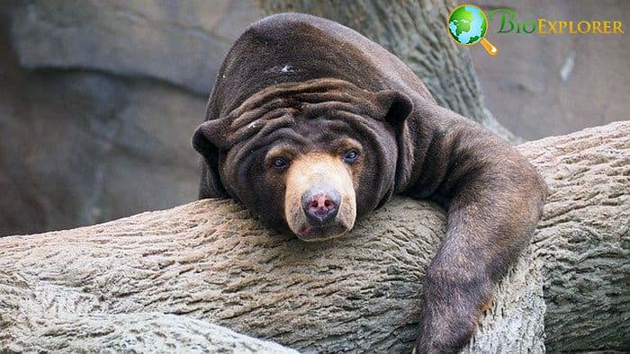 What Do Sun Bears Eat?