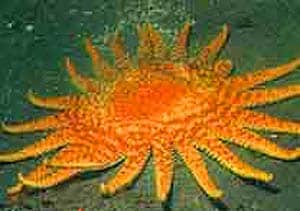 What do Sunflower Starfish Eat?