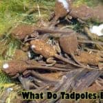 What do tadpoles eat?