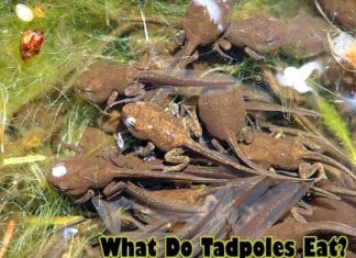 What do tadpoles eat?