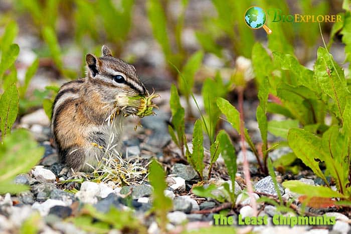 What Do The Least Chipmunks Eat?