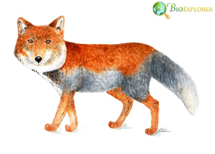 What Do Tibetian Foxes Eat?