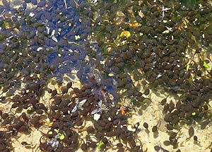 What do toad tadpoles eat?