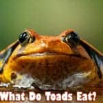 What do toads eat?