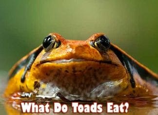 What do toads eat?