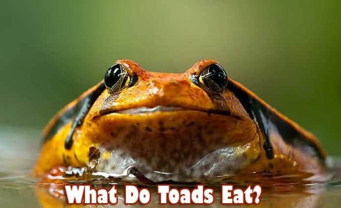 What do toads eat?