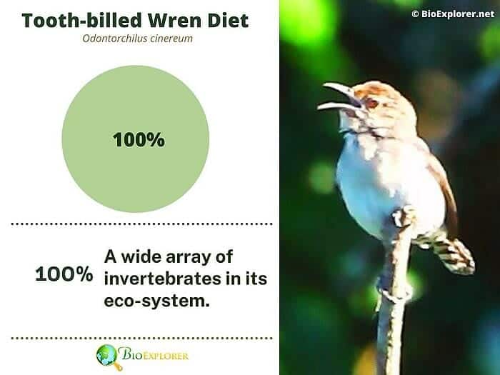 What Do Tooth Billed Wrens Eat?